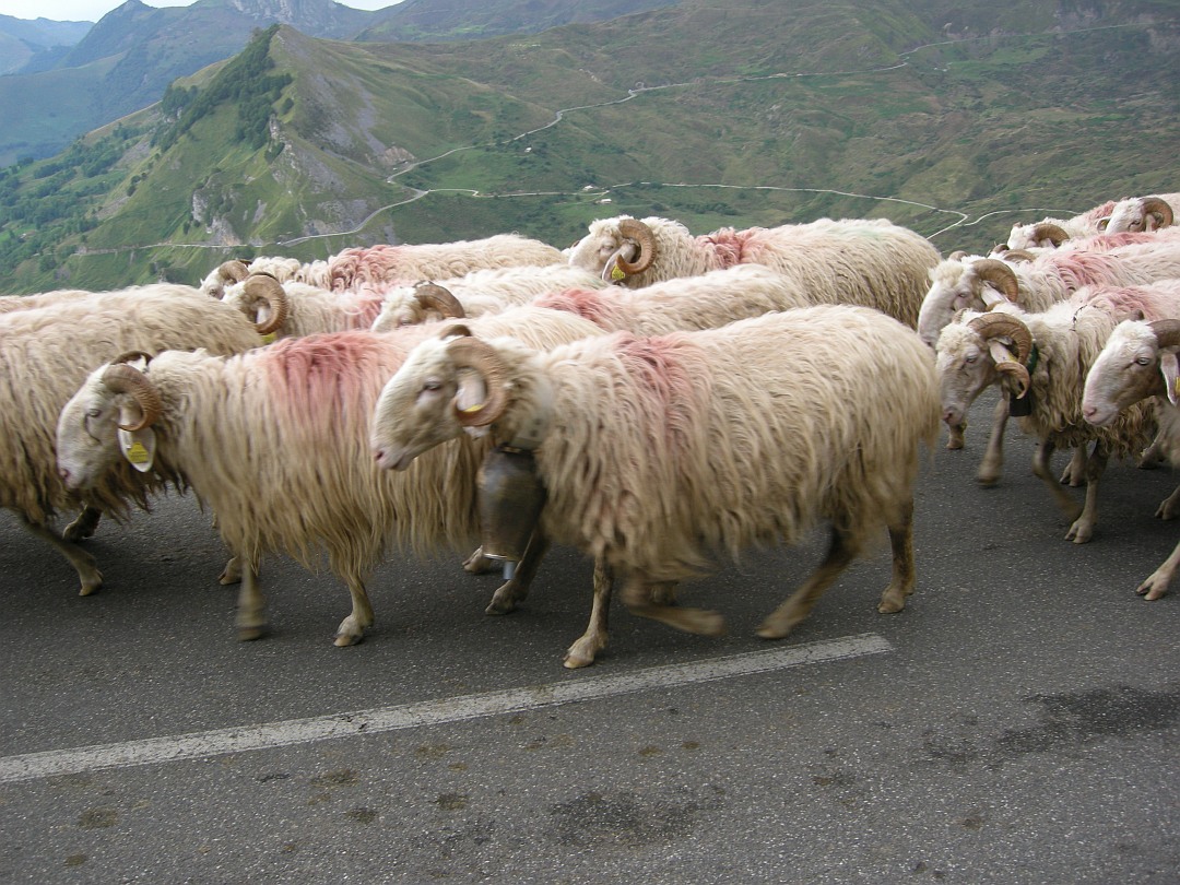 Run off the road by sheep